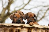 RODESIAN RIDGEBACK 211